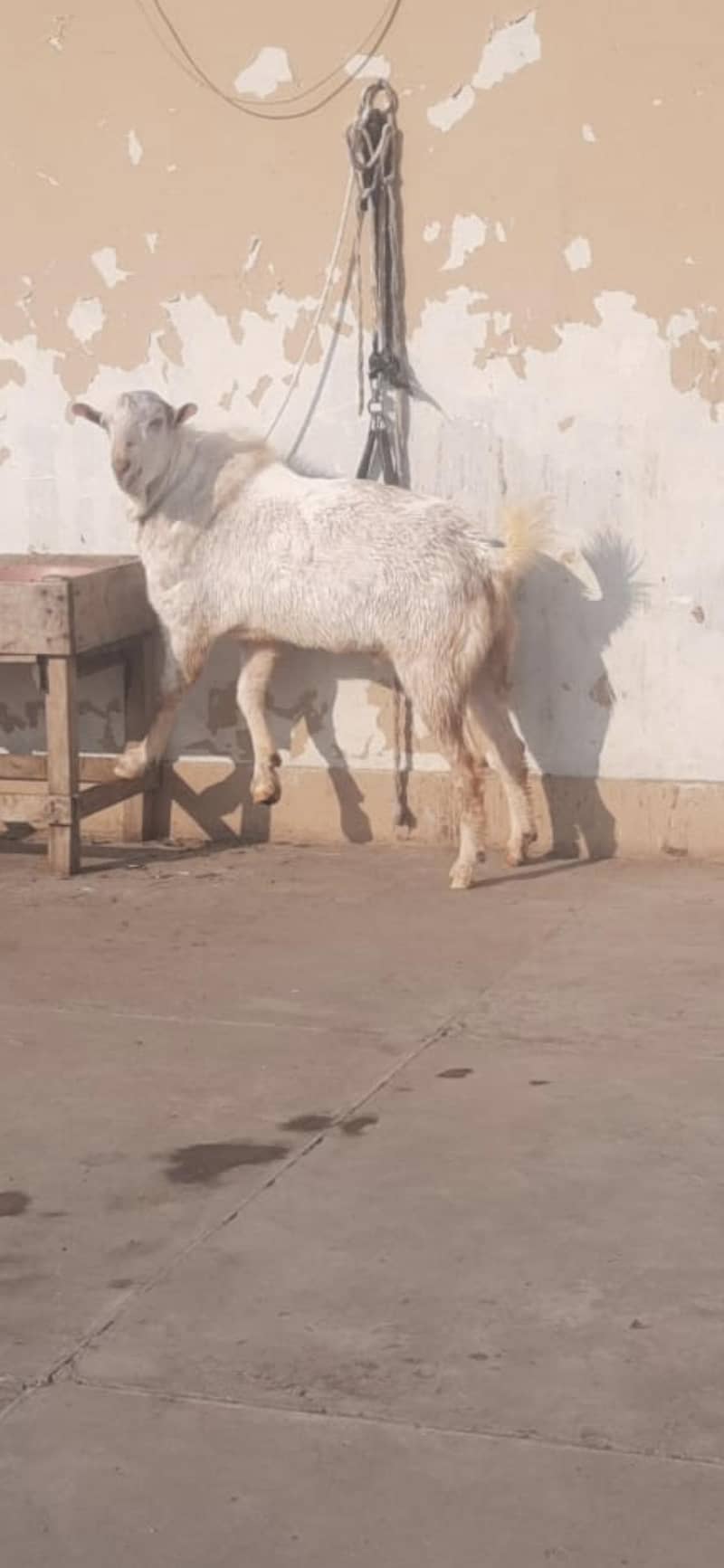 tedi bakra 0