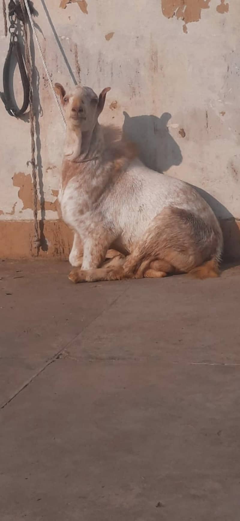 tedi bakra 3