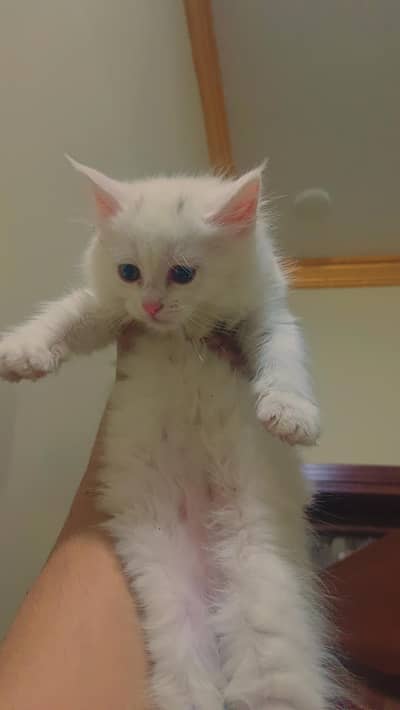 Cute Persian Kittens