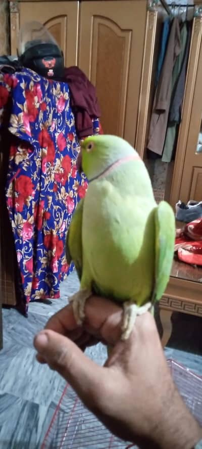 male hand tame 03127093372