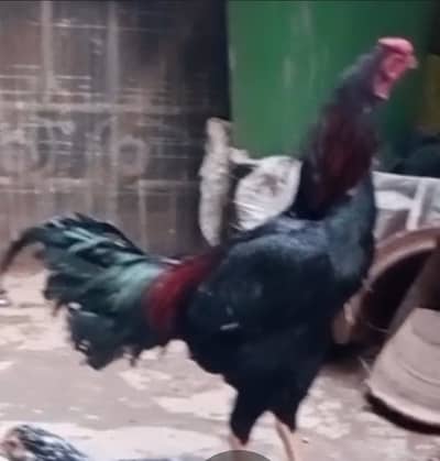 Rooster for sale