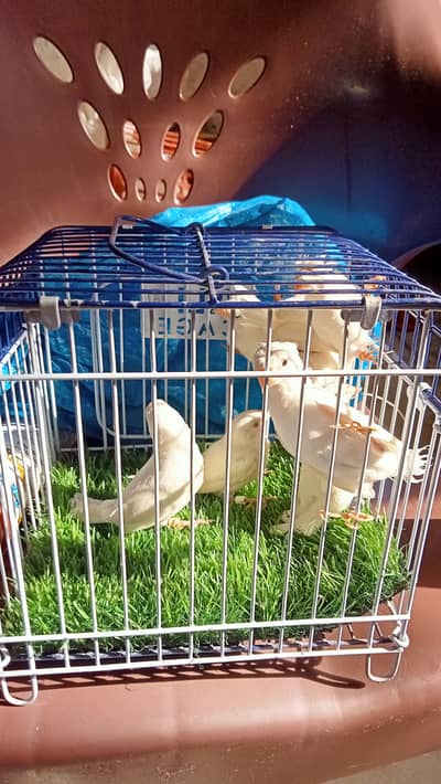 White Banglies, Bangles, Pied Dove