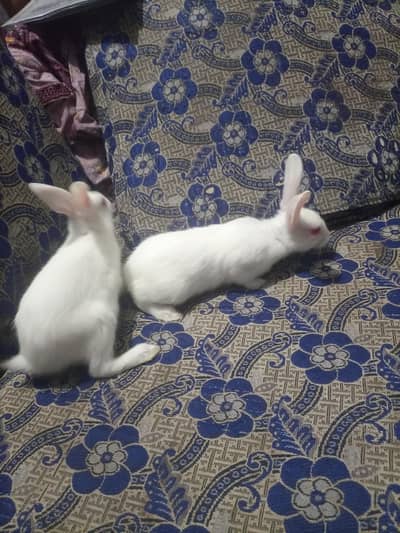 rabbit pair 3month age red aye