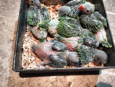 Green Ringneck Chicks