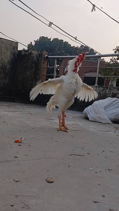 Top Quality OH Shamo pair