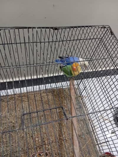 Lovebird for sale