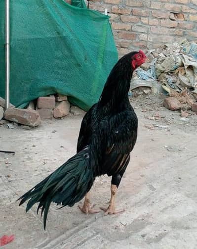 MASHAALLAH MUSHKA MURGA BLACK MURGA SHAJRA MURGA ASEEL PATHA