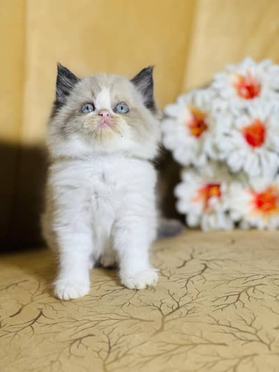 persian cats and kittens for sale wtsapp (0307/710/92/69)