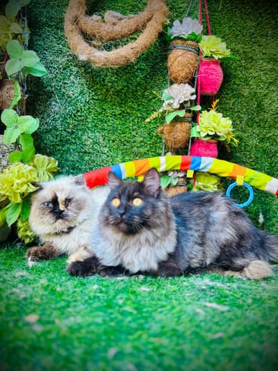 persian cats and kittens for sale wtsapp (0307/710/92/69)