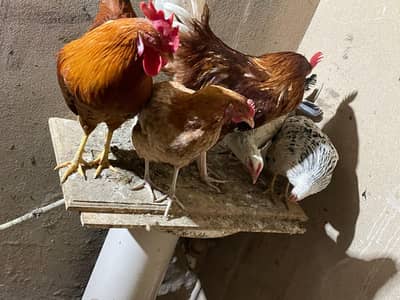 hens for sale
