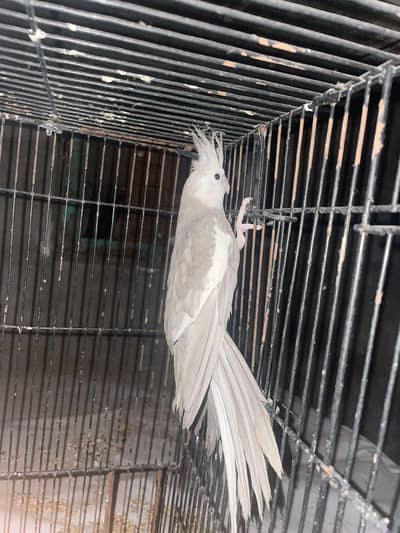 King size bonded cocktail