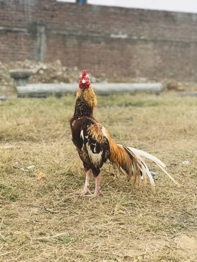 Aseel murga for sale