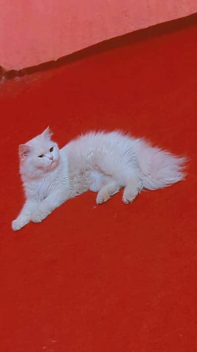 urgent need male cat for mating