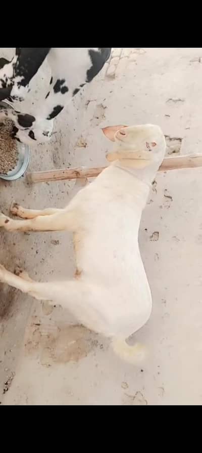 rajnpuri kheera bakra