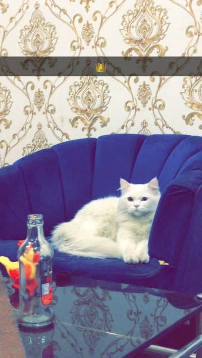 Male Persian Cat  Odd Eyes (Blue & Brown) with accessories