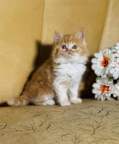 persian cats and kittens for sale wtsapp (0307/710/92/69)