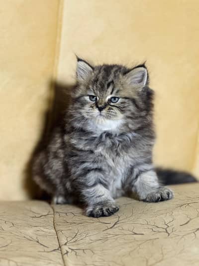 persian cats and kittens for sale wtsapp (0307/710/92/69)