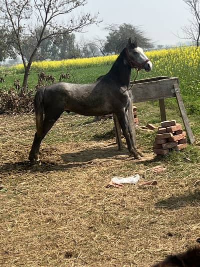 Sawa brand Wachera urgent sale