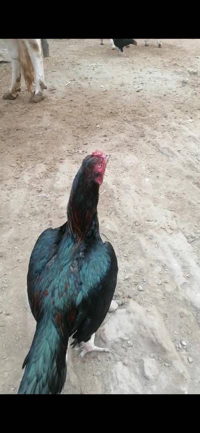 Mushka lkha for sale or exchange