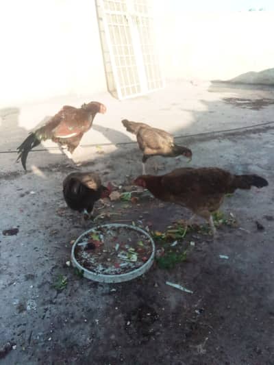 Desi kurak hens for sale