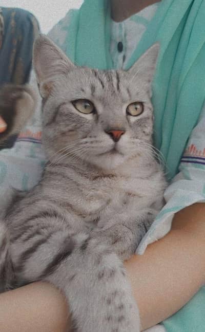 Male Persian Cat for adoption | Neutered