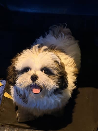 Shihtzu male puppy