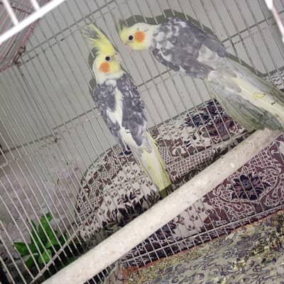 Cocktail breeder pair