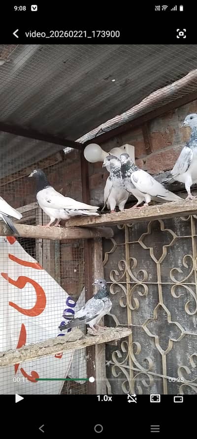 Pure breed teddy +sialkoti