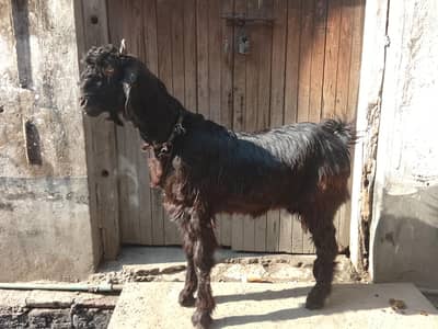 nachi goat 4month 5day gaben 2kg Malik 3taim halty and activ