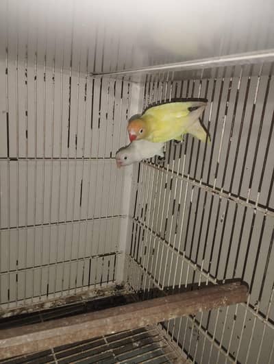 Albino split into Decino #lovebirds