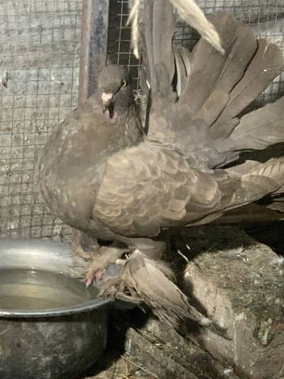 American fantail 6 pec