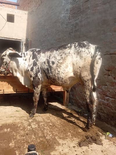 vaccha for sale katta  cow