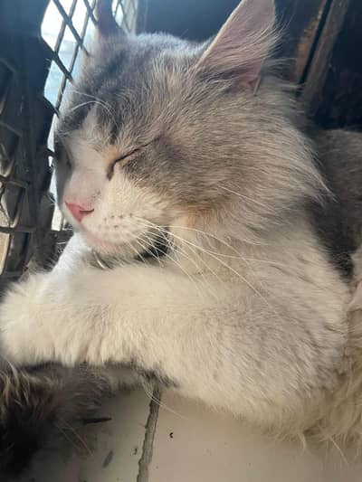 persian cat for sale