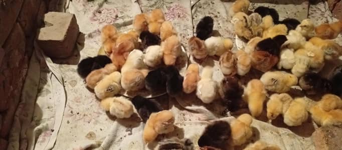 Desi misri silver golden black chicks