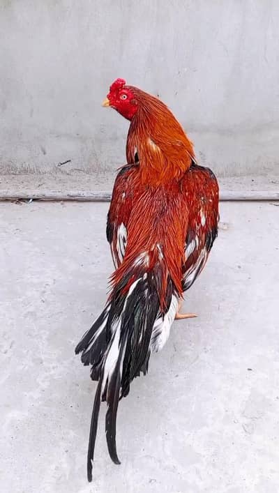 Amroha Male zero size chorus nali