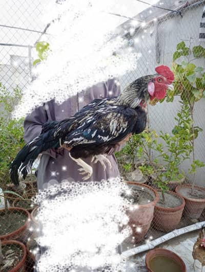 Aseel jawa rooter (aseel murgha)