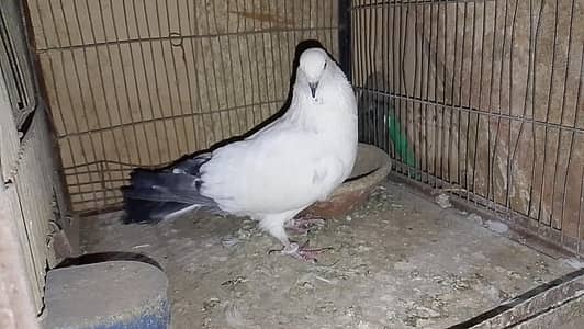 Big Size Kalduma Male