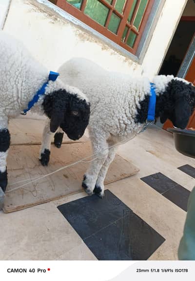 dono male hen 2.5 month ke hen