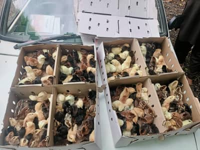 GOLDEN| MISRI | BROILER | AUSTRALORP | RIR| LAYER