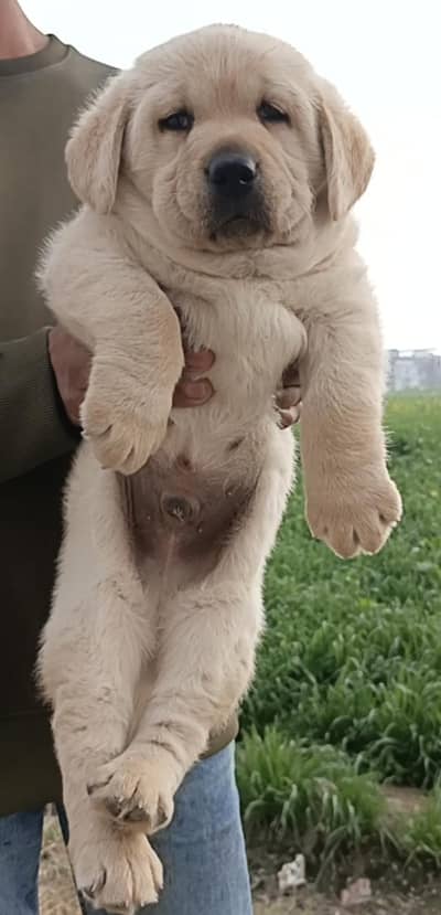 Top quality Labrador male puppy