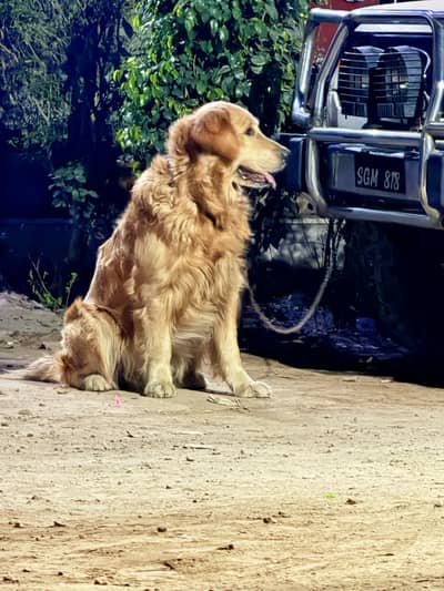 Golden retriever top notch available for stud