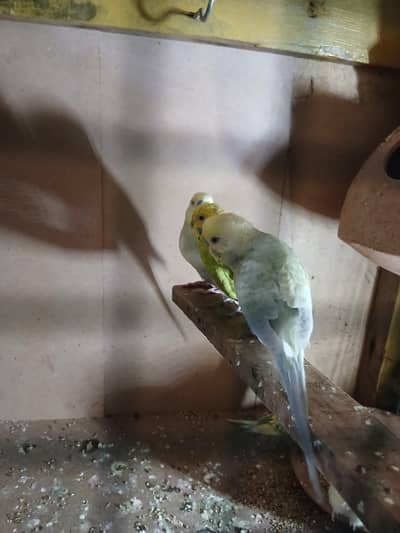 bajri parrot sale price 800