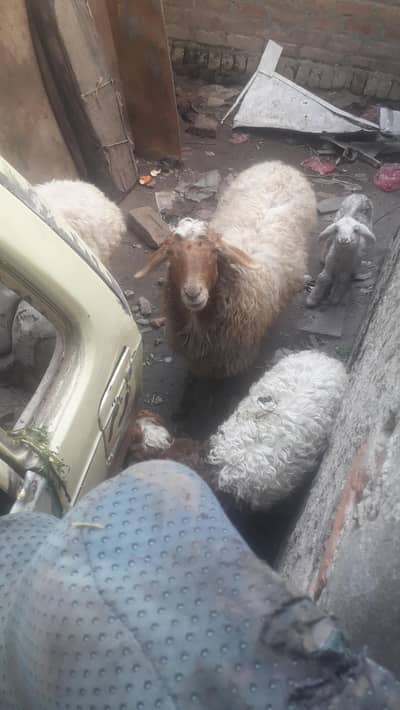 سفید دنبے ھے 4