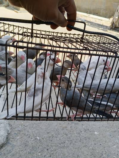 fawn jawa, silve | euro red eye | goldian