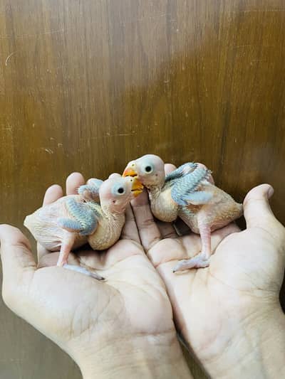 Green ring neck chicks