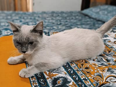 Siamese Cat for sale