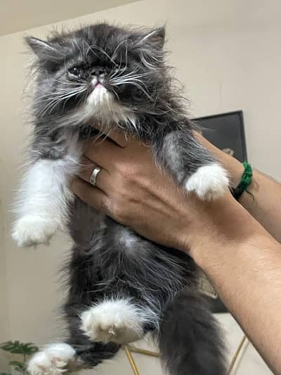 cfa bloodline peki malle kitten