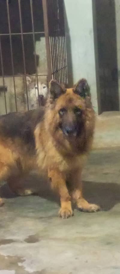 German Shepherd pedigree male