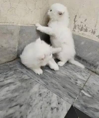 Persian kittens available
