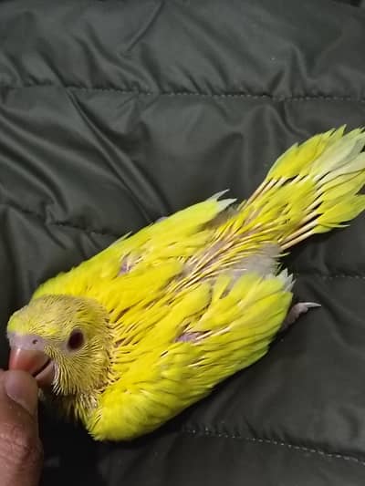 Yellow Chick Jambo Size